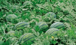 网红刘二萌吃瓜图片壁纸